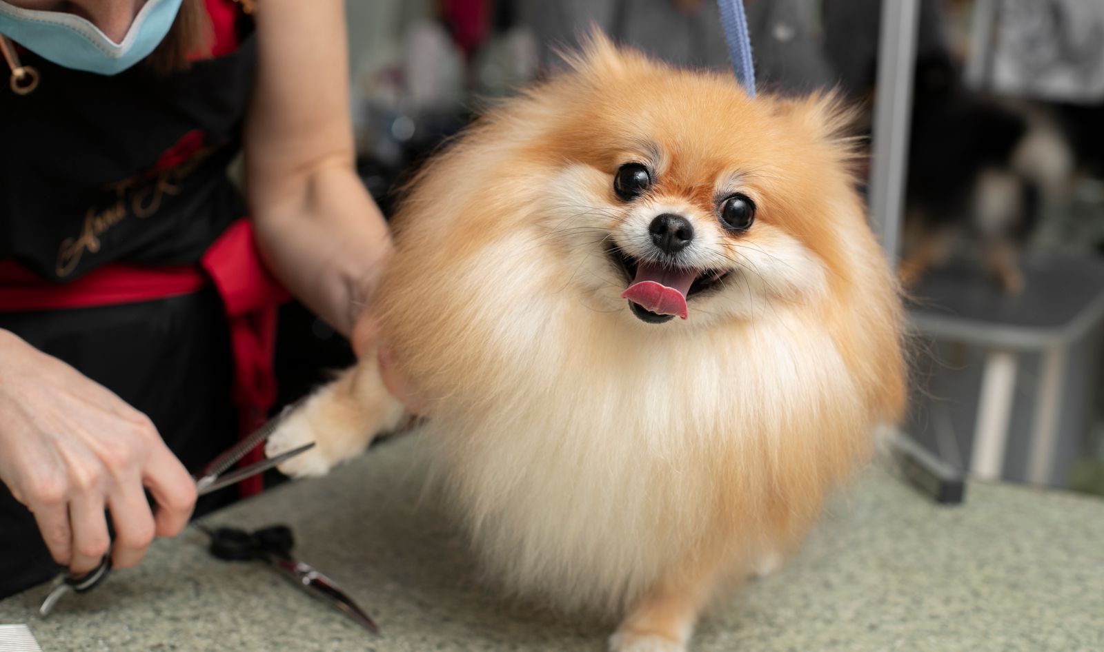 Стрижки тварин як бізнес